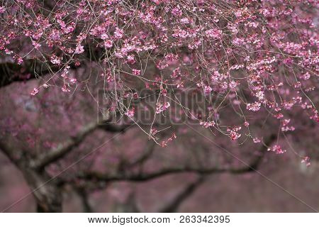 Blooming Whitcomb Cherry In Spring For Background