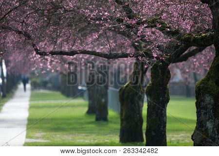 Blooming Whitcomb Cherry In Spring, Vancouver Canada