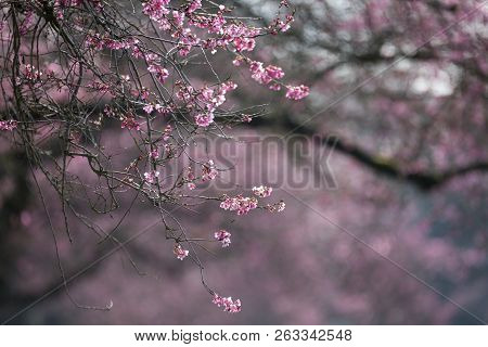 Blooming Whitcomb Cherry In Spring, Vancouver Canada