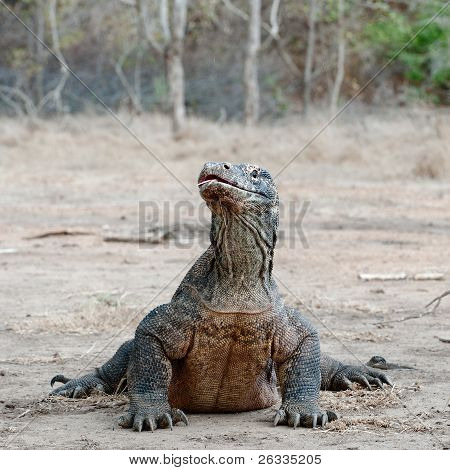 Varanus Komodoensis