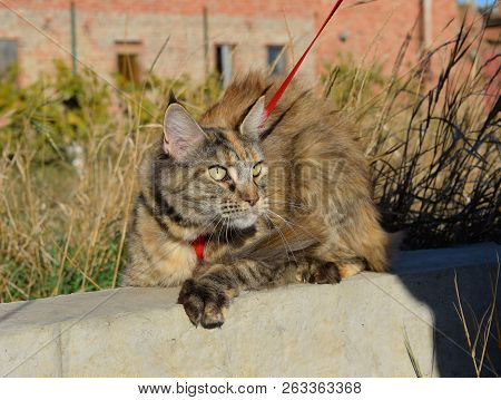 Maine Coon Cat Giant Image & Photo (Free Trial) | Bigstock