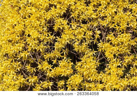 Yellow Winter Jasmine ( Jasminum Nudiflorum ) For Background