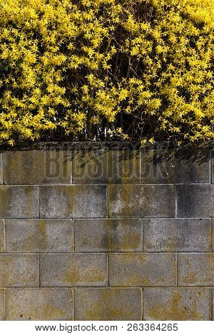 Yellow Winter Jasmine ( Jasminum Nudiflorum ) For Background
