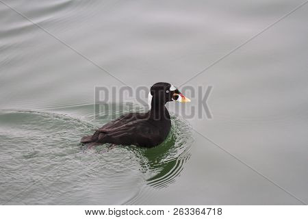 A Surf Scoter In Vancouver Bc Canada