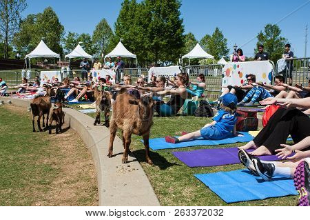 Suwanee, Ga - April 2018:  Goats Walk Along A Curb In Front Of People Stretching In A Free Goat Yoga