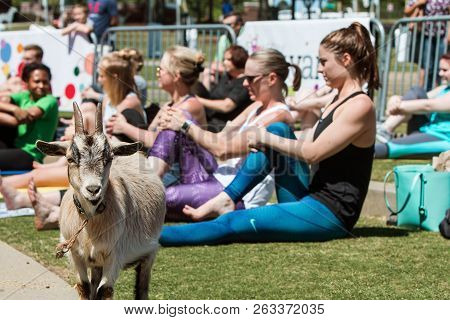 Suwanee, Ga - April 2018:  A Goat Stands Among Women Stretching In A Goat Yoga Event At A Public Par
