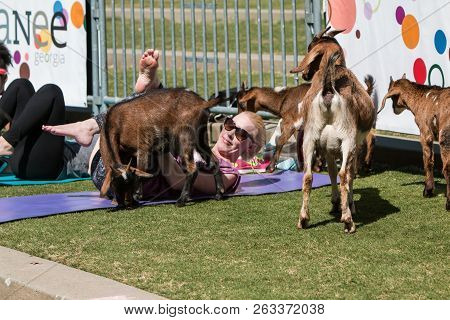 Suwanee, Ga - April 2018:  Goats Gather Around A Woman Stretching In A Free Goat Yoga Class At Suwan