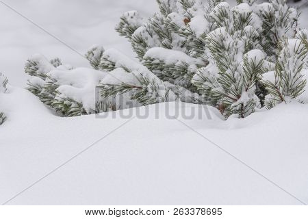 Streets And Trees Covered With Snow During Winter Snow Storm In Toronto In February