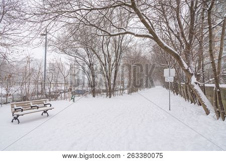 Streets And Trees Covered With Snow During Winter Snow Storm In Toronto In February