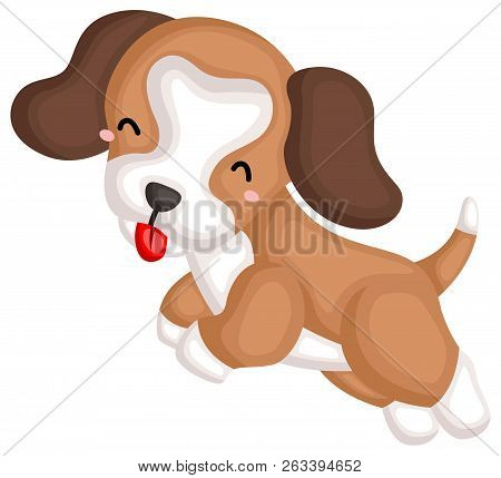 A Happy Cute Pure Beagle Dog Breed