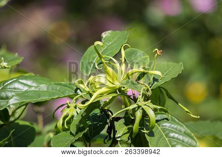 Yellow Desmos Chinensis Flower