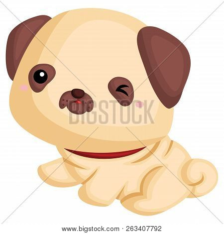 A Dog With A Pug Pure Breed