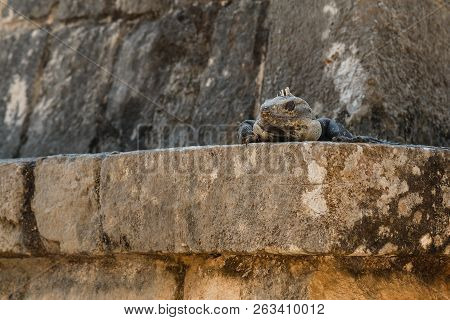 Black Spiny-tailed Iguana On The Stones. Ctenosaura Similis.