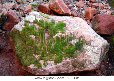 Moss Rock