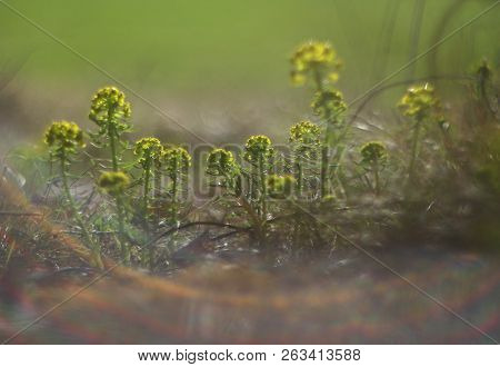 Yellow Flower On The Meadow In Green And With Chromatic Aberration