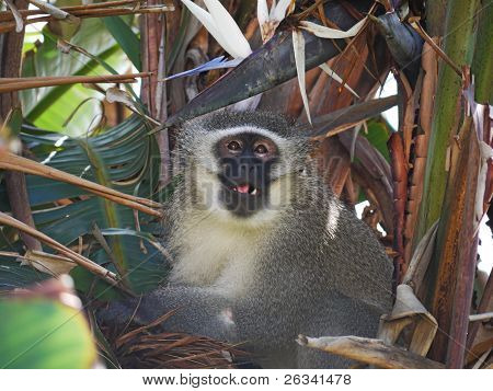 Grinning Monkey