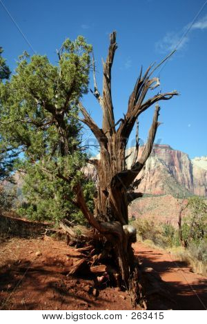 สน Bristlecone