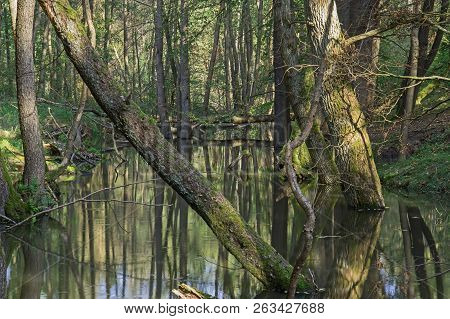 Wild, Unregulated River.
A Small River Flowing Through A Tall, Deciduous Forest. Unregulated Banks, 