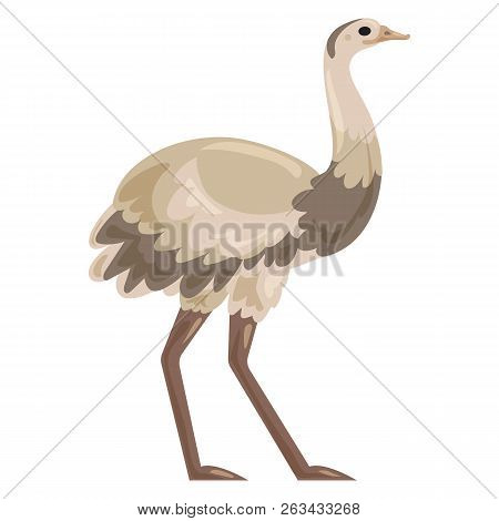 Straus Icon. Cartoon Of Straus Vector Icon For Web Design Isolated On White Background