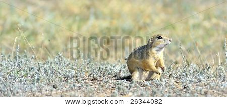 Ratão no campo
