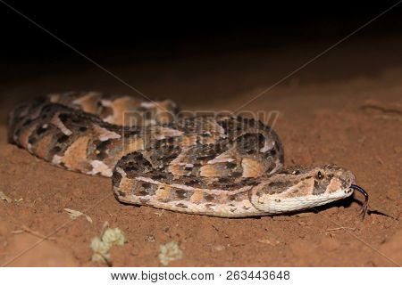 Puff Adder snake 