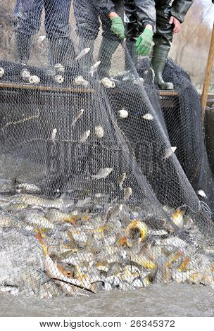 pescatori pesci di compensazione