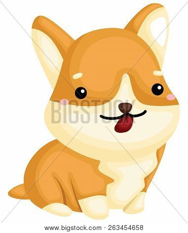 A Really Happy Pure Breed Corgi Dog
