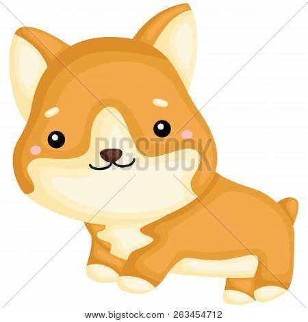 A Really Happy Pure Breed Corgi Dog