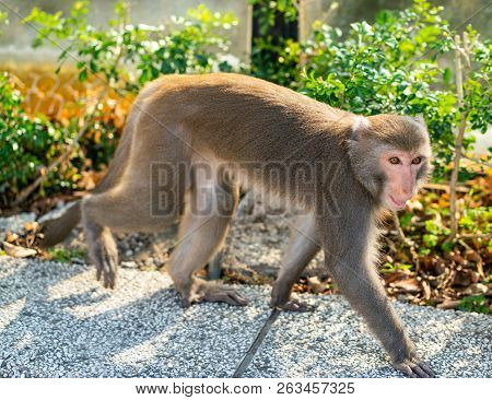 Wild Taiwanese Formosan Rock Macaque Monkey Walking On The Ground