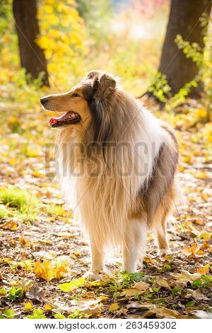 Collie Dog Standing On Autumn Forest With Golden Leaves At Sunlight
