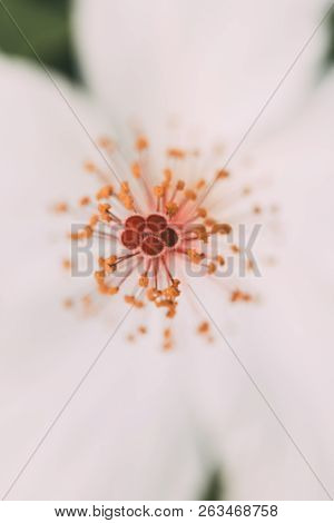 White Hibiscus Flower With Selective Focus. Macro View Of Stamen, Pistil And Pollen From White Hibis