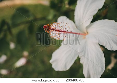 White Hibiscus Flower With Selective Focus. Macro View Of Stamen, Pistil And Pollen From White Hibis
