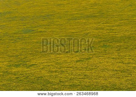Green yellow field of Burr Marigold growing at Ngorongoro Crater, Arusha Region, Tanzania, East Africa