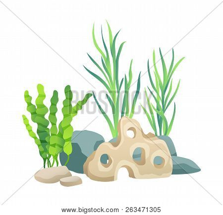 Green Vegetation Of Deep Sea. Decorations To Put In Aquariums. Stones With Holes And Plants Differen
