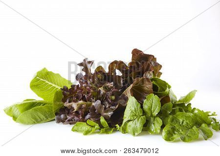Salad Greens, Herbs. Healthy Eating.