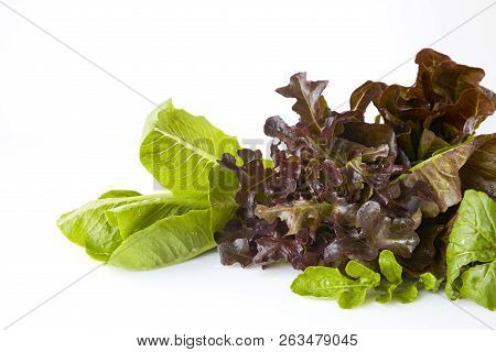Salad Greens, Herbs. Healthy Eating.