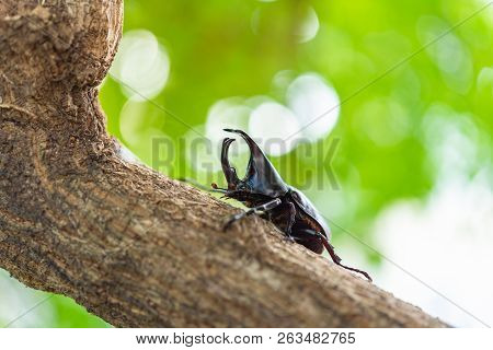 Beautiful Horn Beetle