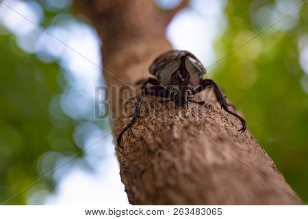 Beautiful Horn Beetle