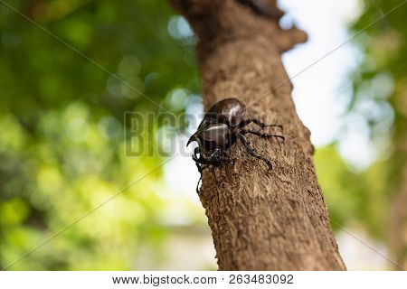 Beautiful Horn Beetle