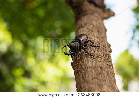 Beautiful Horn Beetle