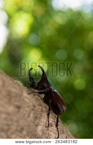 Beautiful Horn Beetle