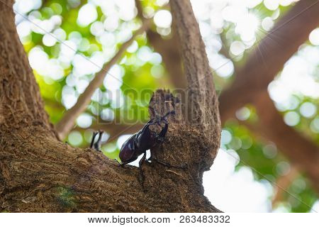 Beautiful Horn Beetle
