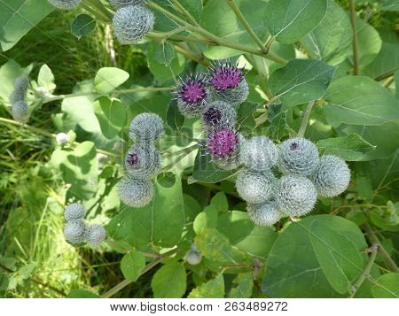 Cocklebur Flower With Purple Blossom In The Forest