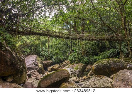 Living roots bridge near Nongriat village, Cherrapunjee, Meghalaya, India. This bridge is formed by training tree roots over years to knit together.