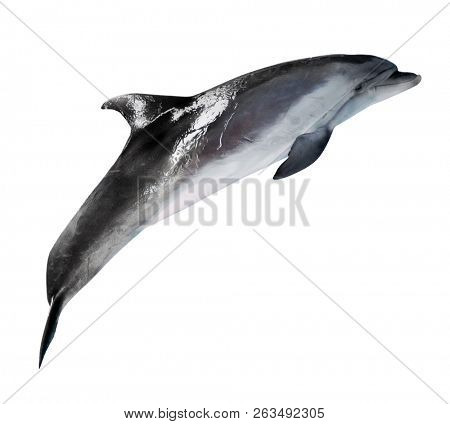 grey doplhin isolated on white background