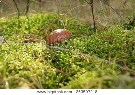 Slippery Jack Mushrooms (suillus) In Natural Environment. Eatable Fungus On Undergrowth.