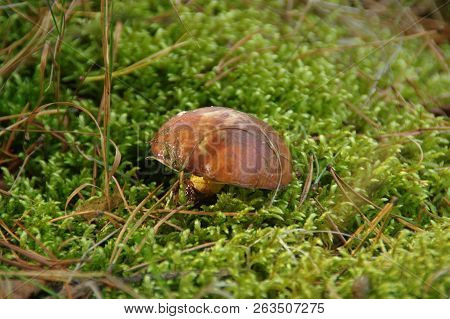 Slippery Jack Mushrooms (suillus) In Natural Environment. Edible Fungus On Green Moss.