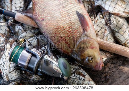 Trophy Fishing. Close Up View Of Big Freshwater Common Bream Fish And Fishing Rod With Reel On Landi