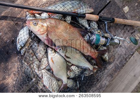 Trophy Fishing. Big Freshwater Bronze Bream Or Carp Bream, White Bream Or Silver Bream And Fishing R