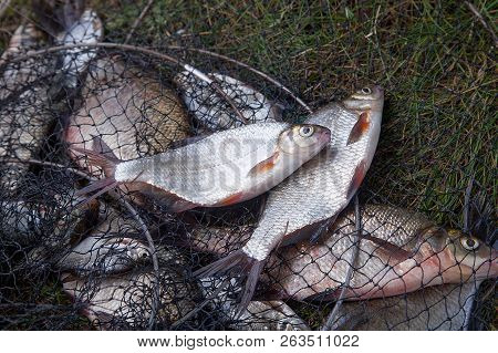 Freshwater White Bream Or Silver Bream On Landing Net..